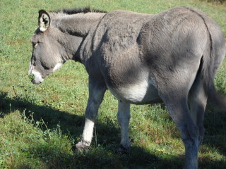 ane