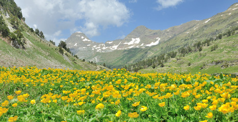 Pyrenees - Buttercup Valley