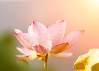 Glasschilderij Lotusbloem lotus flower blossom