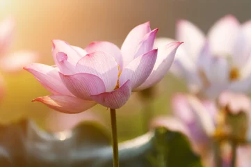 Crédence de cuisine en verre imprimé Nénuphars fleur de lotus