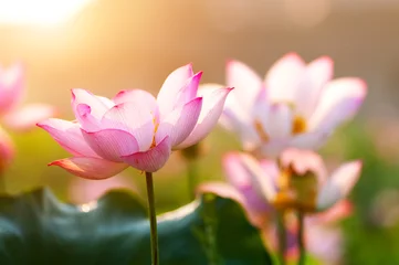 Acrylic prints Lotusflower lotus flower blossom