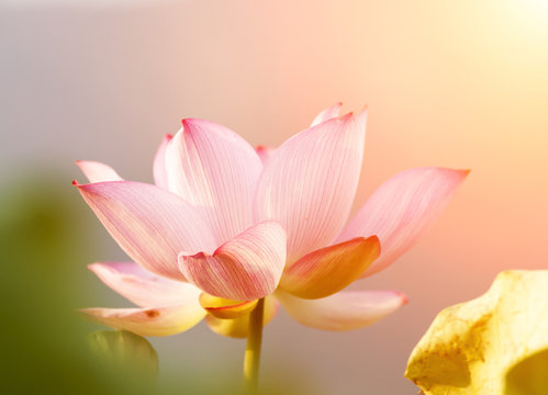 Fototapeta lotus flower blossom