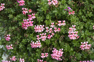 Fototapeta premium pink flowers