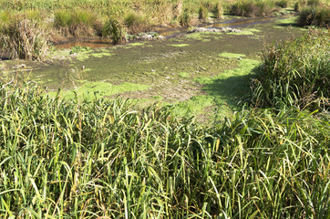 Obraz premium Marsh Landscape in nature wetland Green Jonker.
