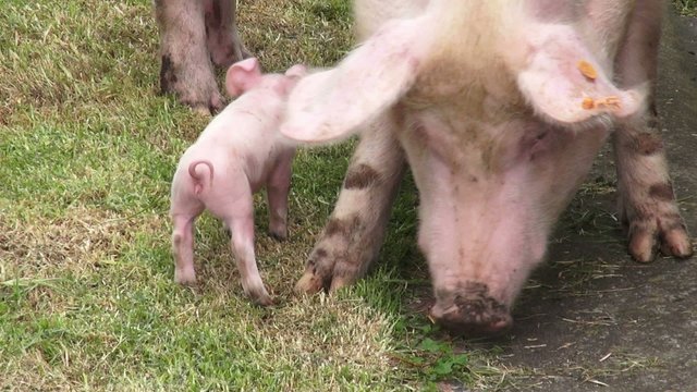 Baby Pigs, Piglets, Hogs, Farm Animals