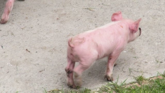 Baby Pigs, Piglets, Hogs, Farm Animals