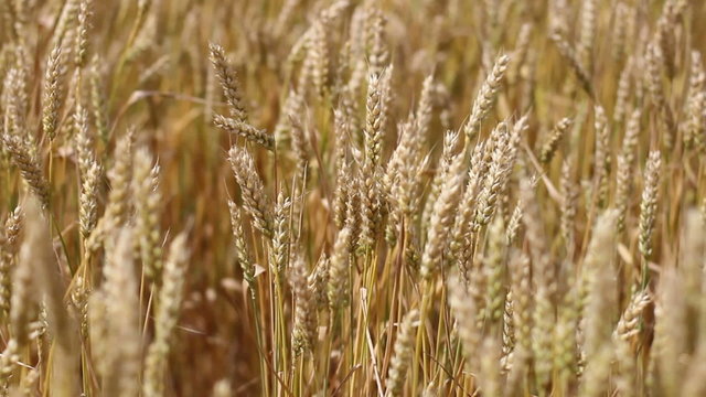 close up golden wheat
