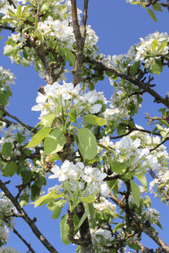 weiße Baumblühen