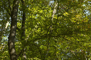 Fototapeta premium Wald - Lichtdurchflutete Blätter von Laubbäumen
