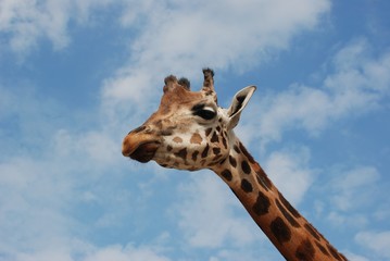 Giraffa2