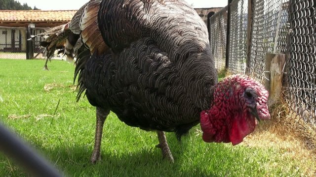 Turkey, Thanksgiving, Poultry, Game Birds, Animals