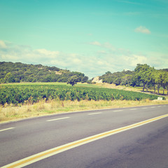 Vineyard in France