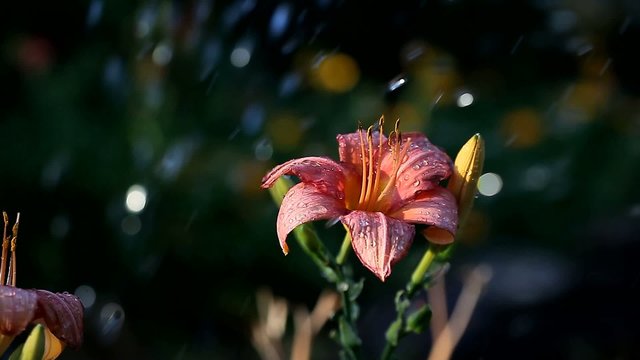 Flover in rain