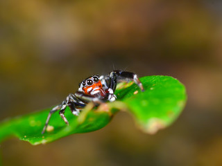 jumping spider