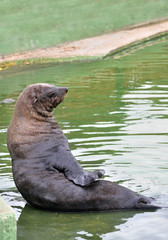 otaria o leone marino