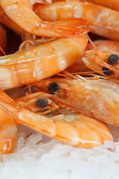 Large shrimp on ice close up. vertical