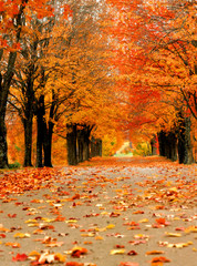 Ablaze in orange color, lane disappears in distance.  Fall foilage is seen at its best in Harrison, Arkansas.