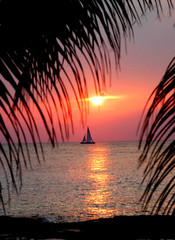 Cozumel sailboat floats across the horizon and a pink sunset.  Palm fronds frame photo.
