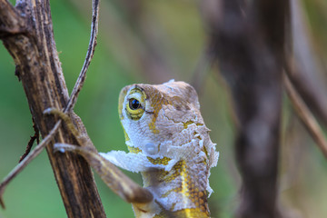 Lizard  changing skin resting on wood horizontal
