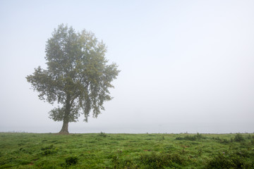 Solitary tree on a misty morning