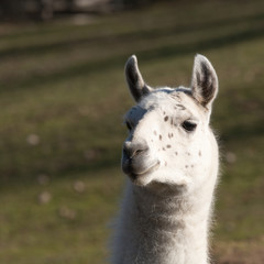 Obraz premium Le lama