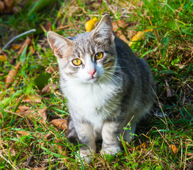little kitten playing on the grass roadside in morning