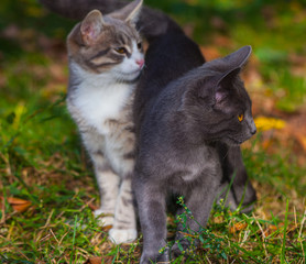 little kitten playing on the grass roadside in morning