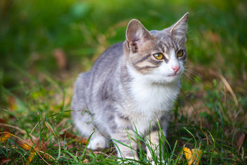 little kitten playing on the grass roadside in morning