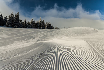 Christmas background with snowy fir trees