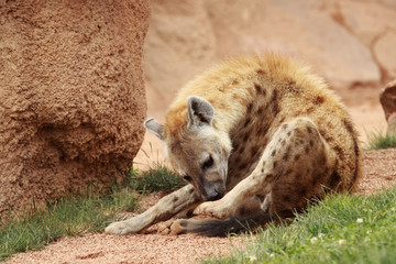 hyena