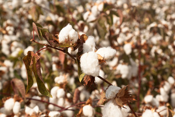 Good cotton crop