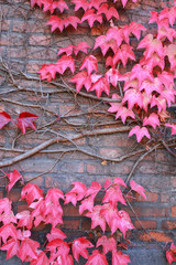 Leafs / autumn / colors / red leafs © Rochu_2008