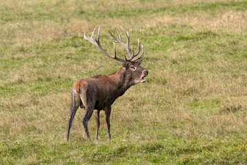 Obraz premium Deer