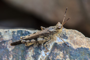 Grasshopper perching on stone