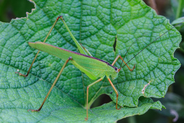 Grasshopper perching on a leaf