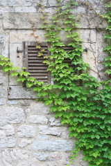 wall and window with shutters overgrown with wild grapes