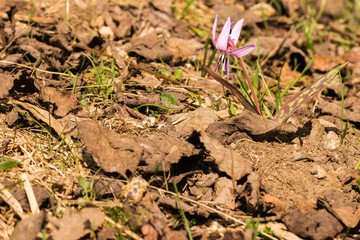 Hunds-Zahnlilie in den Alpen Italiens