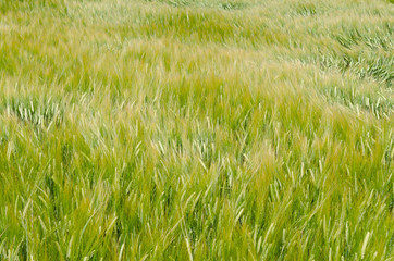 Grünes Kornfeld im WInd