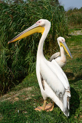 Great white pelican