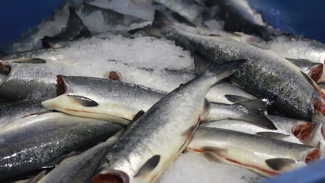 hand deboning salmon