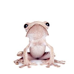 Borneo eared frog on white background
