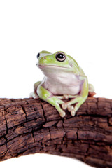 Australian Green Tree Frog on white background