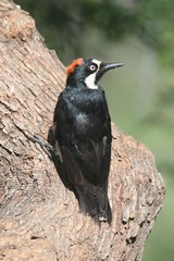 Acorn Woodpecker (Melanerpes formicivorus)