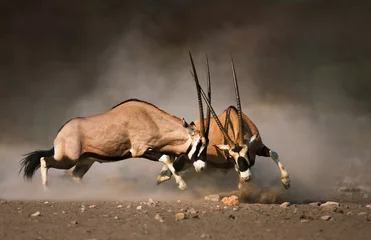 Foto auf Acrylglas Antilope Gemsbock-Kampf