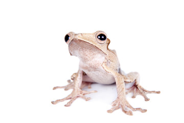 Borneo eared frog on white background
