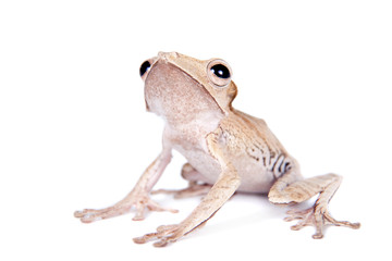 Borneo eared frog on white background