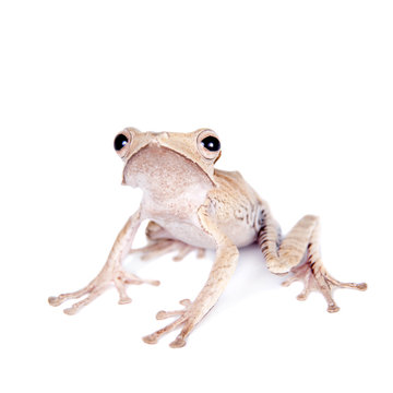 Borneo eared frog on white background