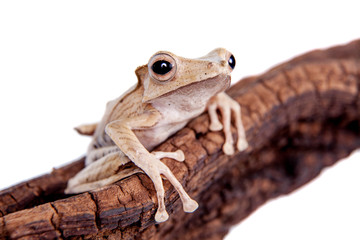 Borneo eared frog on white background