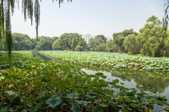 Beijing. Pond, overgrown with lotus flower in the city park