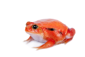 Madagascar tomato Frog isolated on white
